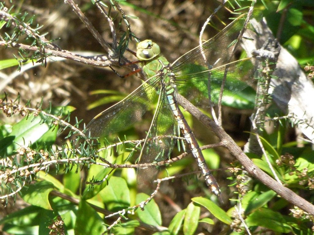 Libellula verde: Anax imperator